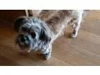 Adopt Mowgli a Schnauzer Lhasa Apso