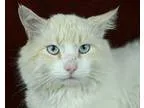 Adopt Marlon Brando a Cream or Ivory (Mostly) Domestic Mediumhai