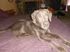 Adopt Sam a Labrador Retriever