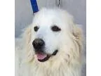Adopt Astra (S) a Great Pyrenees