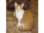 Adopt Archie a Orange or Red Tabby American Shorthair (short coa