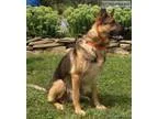 AKC German Shepherd puppies Czech working lines