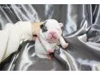 Puppies For Sale (American BullDog)