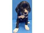 Adopt Buster-pending a Golden Retriever