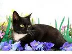 Adopt Macie a Black and White or Tuxedo Domestic Shorthair  Mixe