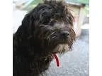 Adopt CASH a Poodle Schnauzer