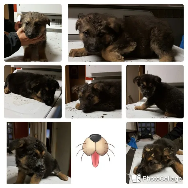 German Shepherd Puppies