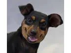 Adopt Rocky a Black - with Tan Yellow or Fawn Miniature Pinscher