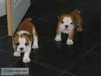 English bulldog puppies readyvv