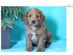Dart - Cockapoo Male