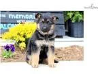 Dixie - German Shepherd Male