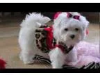 Tiny maltese puppies now available