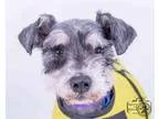 Adopt Oliver a Schnauzer