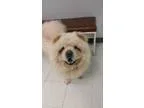 Adopt Cream Chow a Chow Chow