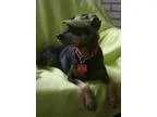 Adopt Kyra a Miniature Pinscher