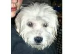 Adopt Stuart a White Poodle (Miniature)  Havanese  Mixed dog in 
