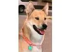 Adopt Hendrix a Shepherd Husky