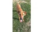 Adopt Charlie a TanYellowFawn Rhodesian Ridgeback  Mixed dog in 