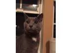 Adopt Nova a Domestic Short Hair Domestic Short Hair - gray and 