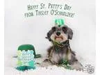 Adopt Tinsley a Schnauzer Poodle