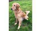Adopt Chevy a Golden Retriever