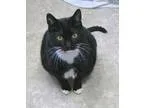 Adopt Princess and Babe a Tuxedo