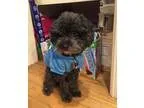 Adopt Steel a Poodle