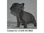 Kanisil best french bulldog puppies now