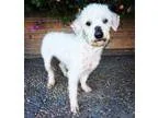 Adopt Rosalee a Poodle