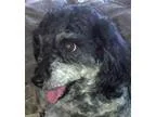 Adopt Mojo a Schnauzer Poodle