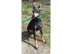 Adopt Zipper a Manchester Terrier  Manchester Terrier  Mixed dog