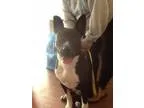 - Male Terrier (Unknown Type Medium)Terrier (Unknown Type Medium