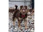 Adopt Isla a RedGoldenOrangeCh estnut - with White Sheltie