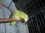 Adopt Bitsy a Amazon