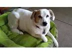 Adopt Emma - Mellow and Sweet a White - with Tan Yellow or Fawn 