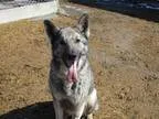 Adopt Connie a German Shepherd Dog