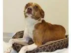Adopt Ninja a Terrier