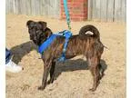 Adopt Roxie Heart a RedGoldenOrangeCh estnut - with White Pit Bu