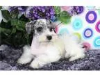 Ritz Blue Merle Parti - M. SchnauzerHold