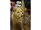 Adopt Nellie SOFT AND SNUGGLY a Chow Chow Golden Retriever