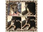Adopt Archie IN CT a Brindle - with White Carolina Dog  Mixed do