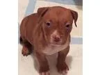 Adopt BOXER STAFFIE MALE PUPPY - sweet wdogs and cats a Boxer