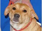 Adopt Trish a TanYellowFawn - with White Labrador Retriever  Mix