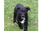 Adopt Widget a Black - with White German Shepherd Dog  Mixed dog