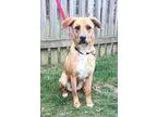 Adopt Cindi a RedGoldenOrangeCh estnut - with White Labrador Ret