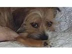 Adopt Lulu a Terrier