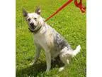 Adopt Rufus a Australian Cattle Dog (Blue Heeler)