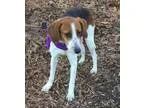 Adopt Collette Foster a Hound