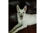 Adopt Mila a German Shepherd Dog