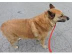 Adopt Rocky a RedGoldenOrangeCh estnut Labrador Retriever  Sheph